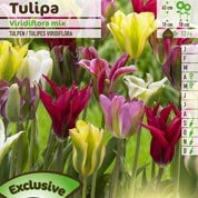 Tulipe Viridiflora en mlange